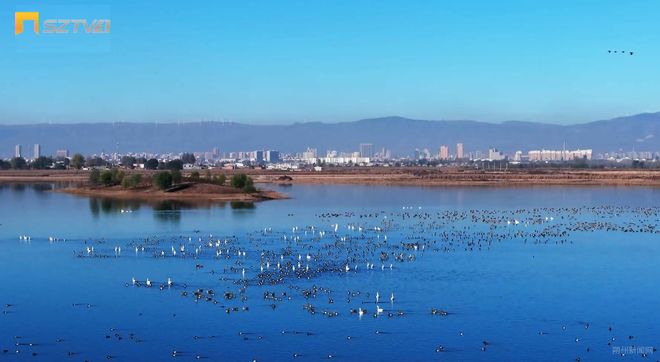 桑干河朔州段迎来首批南迁大天鹅！(图1)