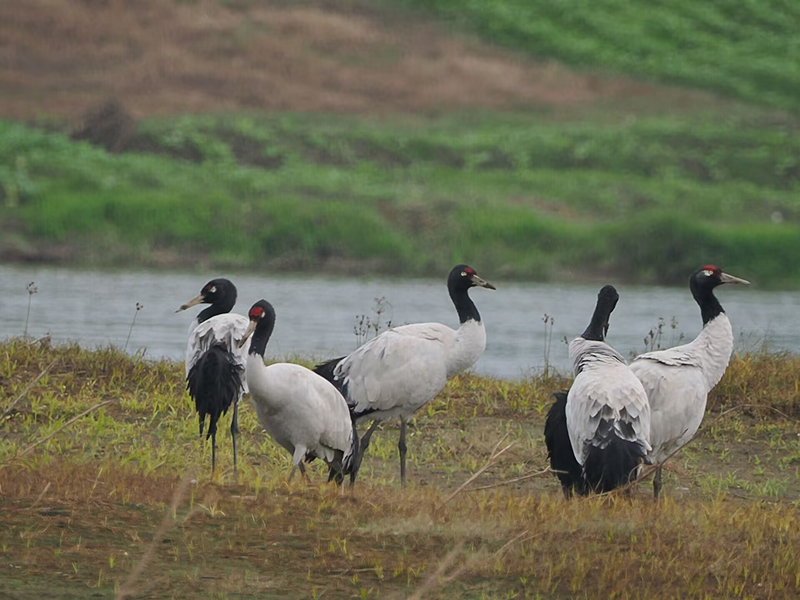 自贡富顺县：珍稀鸟类从“稀客”变“常客” 印证富顺生态坚守成效(图2)