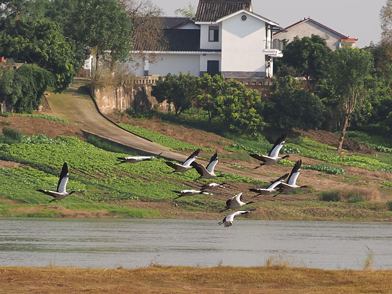 自贡富顺县：珍稀鸟类从“稀客”变“常客” 印证富顺生态坚守成效(图3)