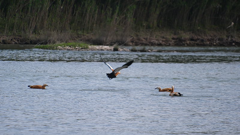 自贡富顺县：珍稀鸟类从“稀客”变“常客” 印证富顺生态坚守成效(图4)