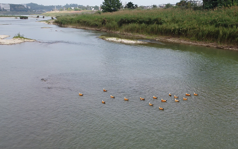 自贡富顺县：珍稀鸟类从“稀客”变“常客” 印证富顺生态坚守成效(图6)