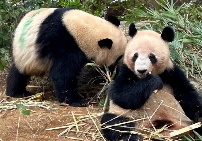 最后2只了！日本旅日大熊猫租期仅剩90天父母因病已提前回国(图1)