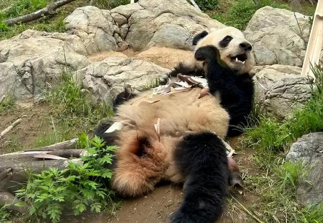 最后2只了！日本旅日大熊猫租期仅剩90天父母因病已提前回国(图5)