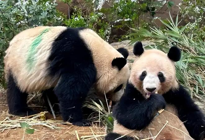最后2只了！日本旅日大熊猫租期仅剩90天父母因病已提前回国(图2)