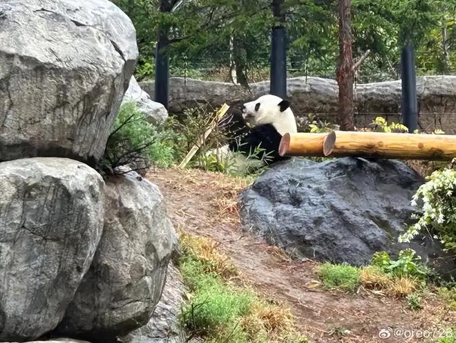 最后2只了！日本旅日大熊猫租期仅剩90天父母因病已提前回国(图7)
