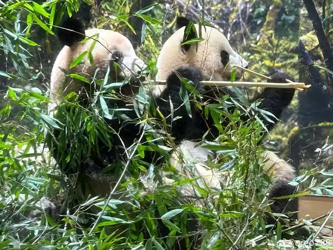 最后2只了！日本旅日大熊猫租期仅剩90天父母因病已提前回国(图6)