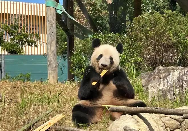 最后2只了！日本旅日大熊猫租期仅剩90天父母因病已提前回国(图4)