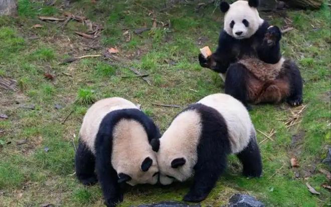 最后2只了！日本旅日大熊猫租期仅剩90天父母因病已提前回国(图12)