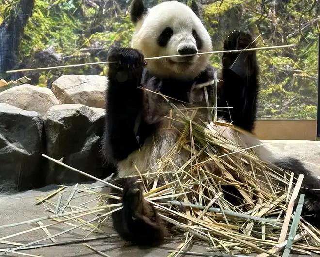 最后2只了！日本旅日大熊猫租期仅剩90天父母因病已提前回国(图8)
