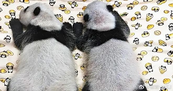 最后2只了！日本旅日大熊猫租期仅剩90天父母因病已提前回国(图14)