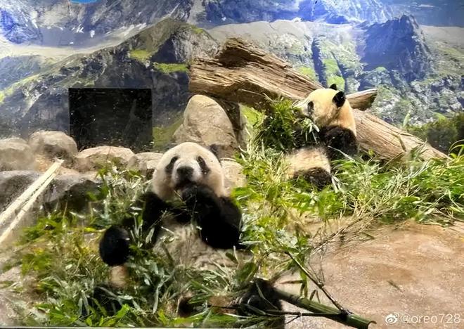最后2只了！日本旅日大熊猫租期仅剩90天父母因病已提前回国(图13)