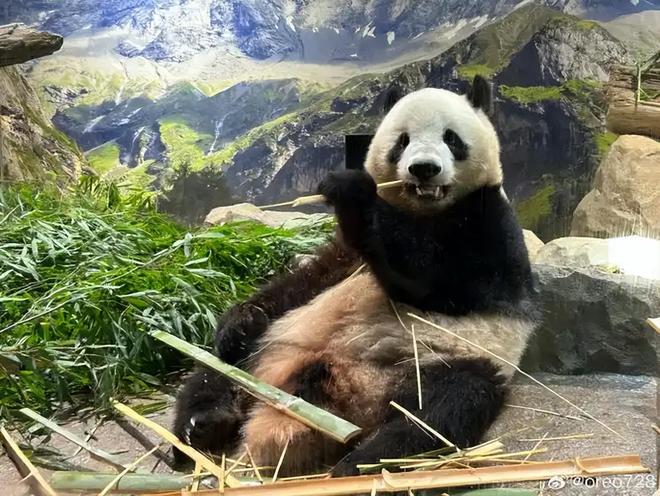 最后2只了！日本旅日大熊猫租期仅剩90天父母因病已提前回国(图10)