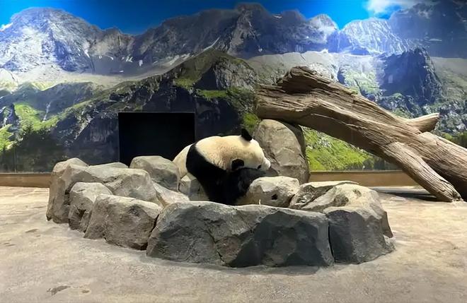 最后2只了！日本旅日大熊猫租期仅剩90天父母因病已提前回国(图9)