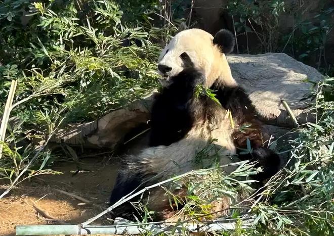 最后2只了！日本旅日大熊猫租期仅剩90天父母因病已提前回国(图15)