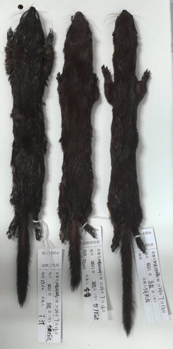 “黄鼠狼家族”第九位成员 四川发现新物种马边鼬(图1)