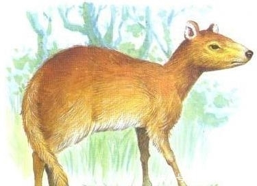 一度濒临灭绝！2022年青海有人捕猎12头幼崽死了5头卖出7头(图1)