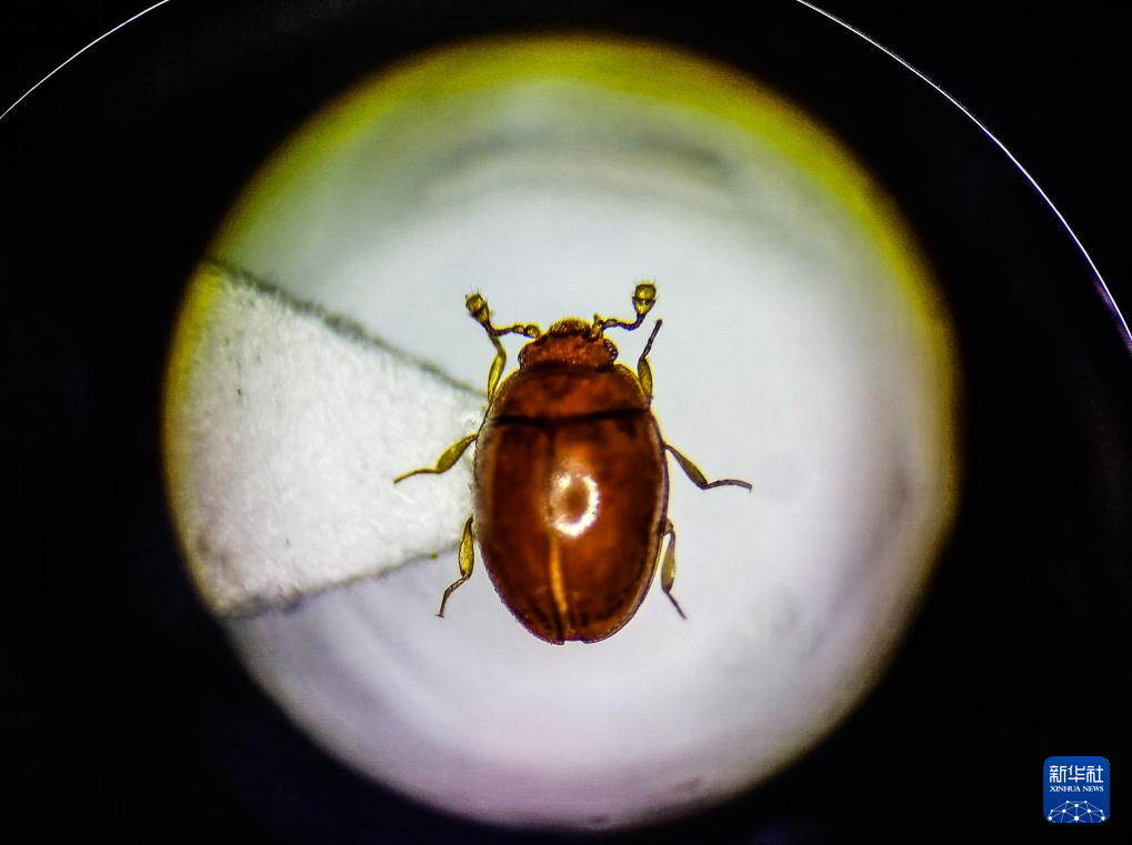 广东在城市湿地发现昆虫新物种海珠微瓢虫(图1)