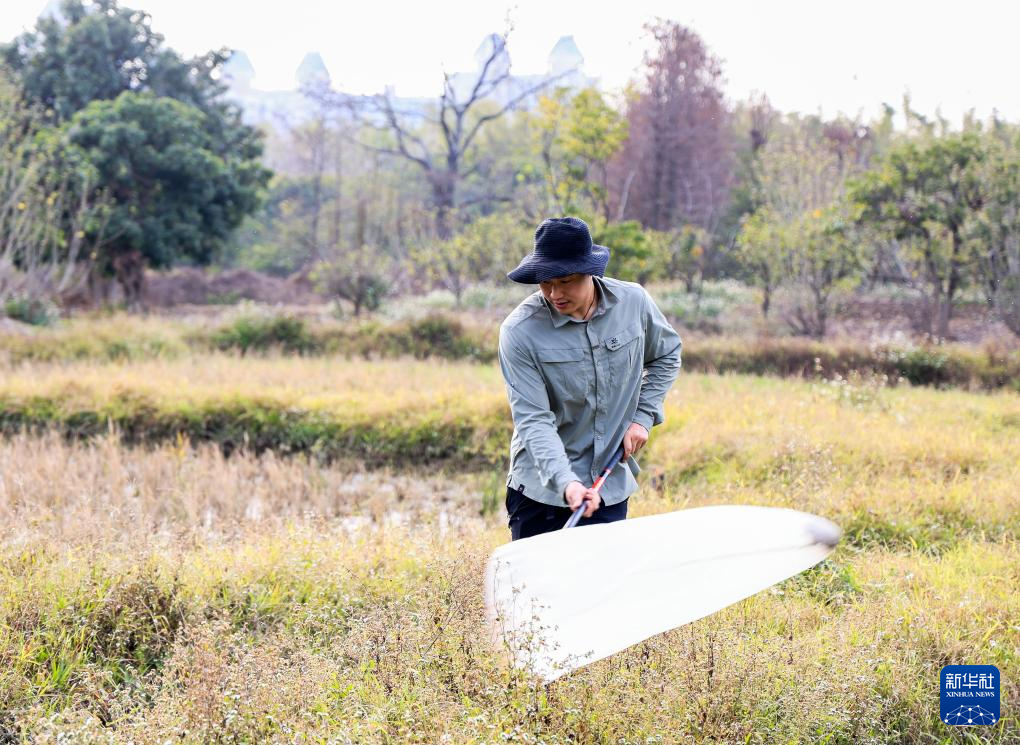 广东在城市湿地发现昆虫新物种海珠微瓢虫(图3)