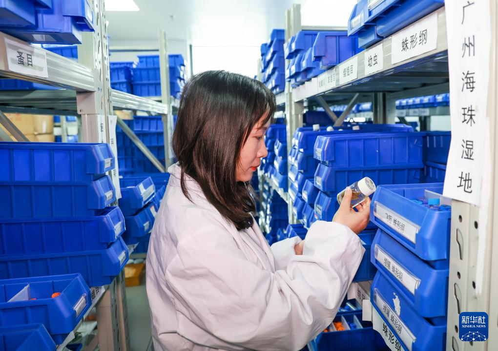 广东在城市湿地发现昆虫新物种海珠微瓢虫(图5)