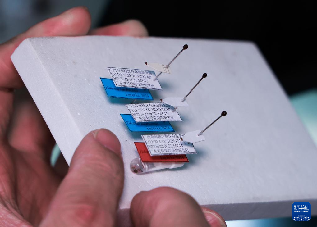 广东在城市湿地发现昆虫新物种海珠微瓢虫(图4)