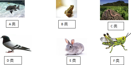 2024年5月22日《中国生物物种名录2024版》发布(图1)