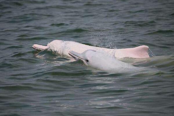 十种可爱灭绝的动物森林鸟类排第四第一被誉为水中大熊猫(图1)