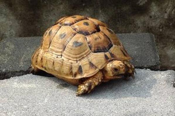 十种可爱灭绝的动物森林鸟类排第四第一被誉为水中大熊猫(图2)