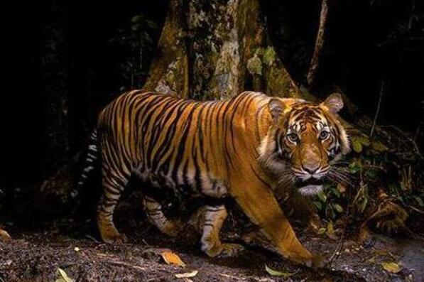 十种可爱灭绝的动物森林鸟类排第四第一被誉为水中大熊猫(图3)