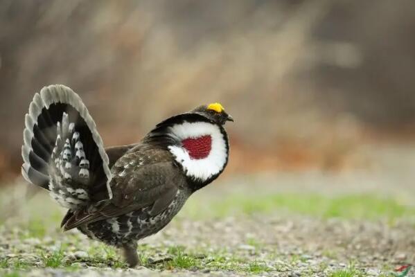 十种可爱灭绝的动物森林鸟类排第四第一被誉为水中大熊猫(图4)