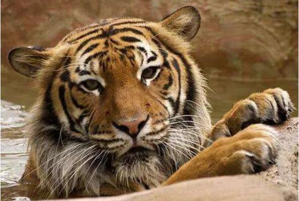 十种可爱灭绝的动物森林鸟类排第四第一被誉为水中大熊猫(图6)