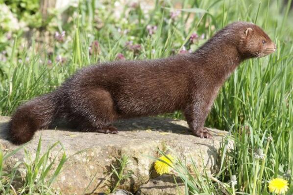 十种可爱灭绝的动物森林鸟类排第四第一被誉为水中大熊猫(图5)