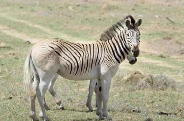 十种可爱灭绝的动物森林鸟类排第四第一被誉为水中大熊猫(图7)