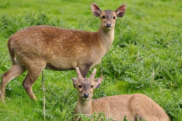 十种可爱灭绝的动物森林鸟类排第四第一被誉为水中大熊猫(图8)
