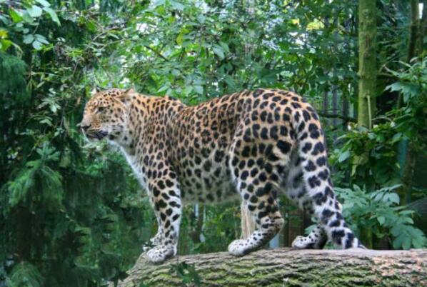 十种可爱灭绝的动物森林鸟类排第四第一被誉为水中大熊猫(图10)