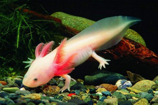 外媒盘点14种怪异动物 有的形如外星来客(图5)