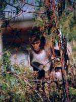 中国已经灭绝的动物(图4)