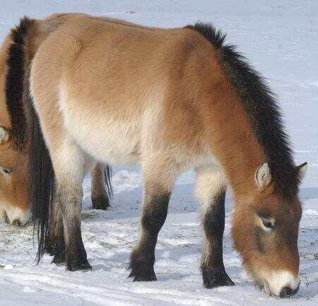 中国已经灭绝的动物(图1)