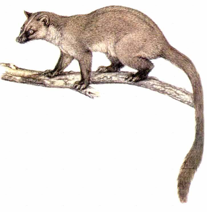 中国已经灭绝的动物(图7)