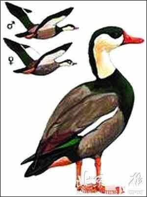 中国已经灭绝的动物(图9)