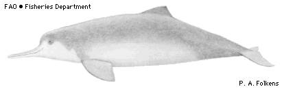 中国已经灭绝的动物(图10)