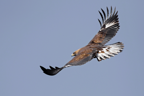 四川甘孜：在秀美山川中筑起雪域生灵的栖息家园(图1)