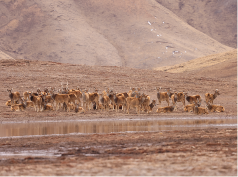 四川甘孜：在秀美山川中筑起雪域生灵的栖息家园(图3)