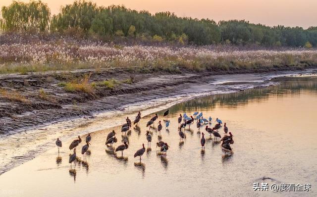 95 只 “鸟中大熊猫” 集群越冬！黄河湿地的生态答卷有多硬核？(图4)