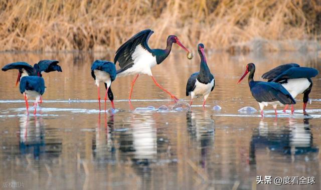 95 只 “鸟中大熊猫” 集群越冬！黄河湿地的生态答卷有多硬核？(图2)