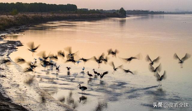 95 只 “鸟中大熊猫” 集群越冬！黄河湿地的生态答卷有多硬核？(图3)