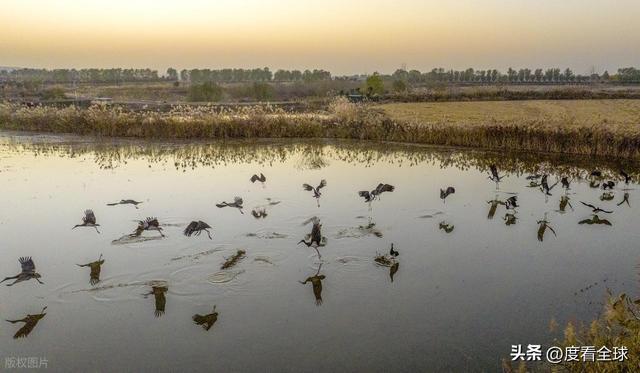95 只 “鸟中大熊猫” 集群越冬！黄河湿地的生态答卷有多硬核？(图6)