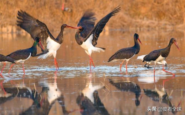 95 只 “鸟中大熊猫” 集群越冬！黄河湿地的生态答卷有多硬核？(图1)