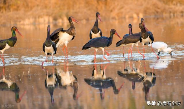 95 只 “鸟中大熊猫” 集群越冬！黄河湿地的生态答卷有多硬核？(图7)