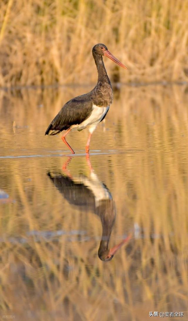95 只 “鸟中大熊猫” 集群越冬！黄河湿地的生态答卷有多硬核？(图16)