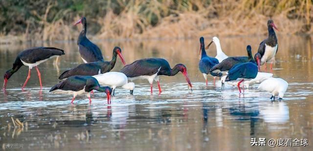 95 只 “鸟中大熊猫” 集群越冬！黄河湿地的生态答卷有多硬核？(图13)